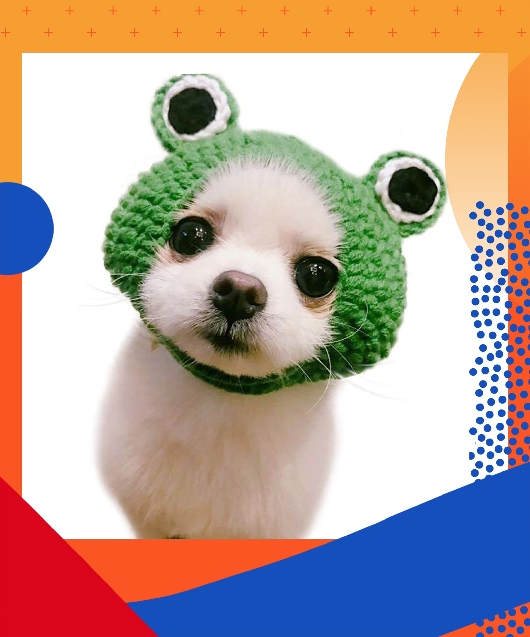 Cute pet hotsell clothes