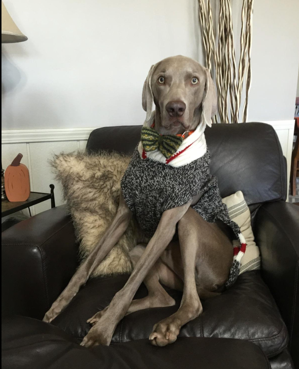 Chilly dog top boyfriend sweater