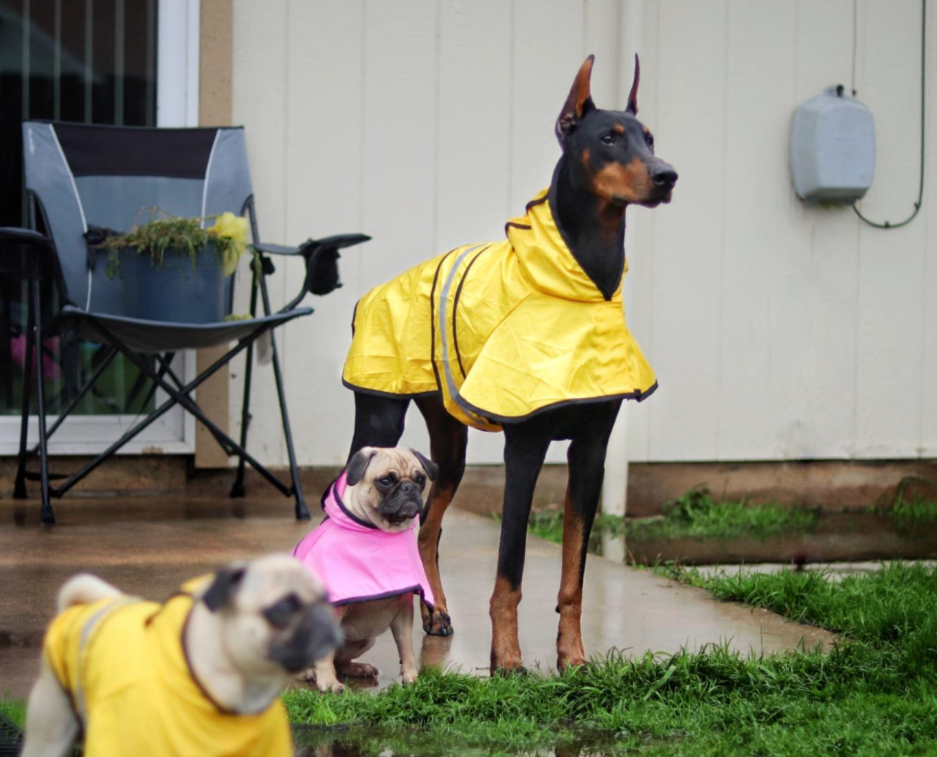 doberman raincoat