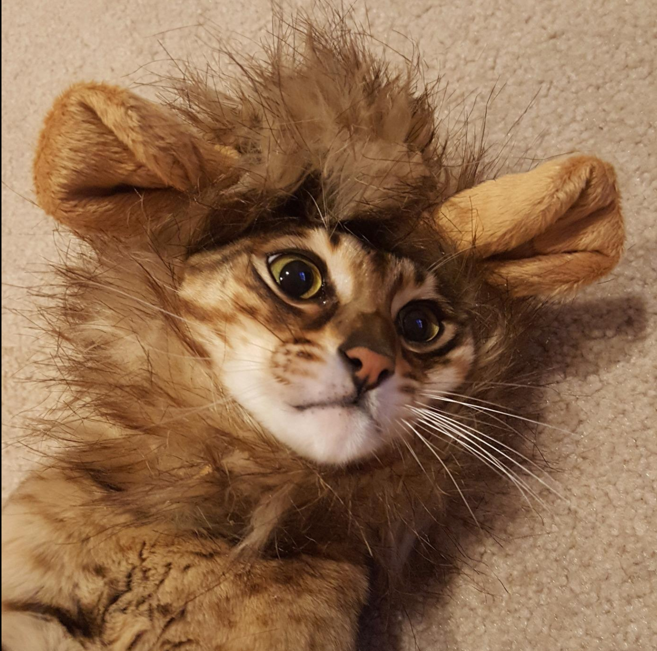 Lion king top cat costume