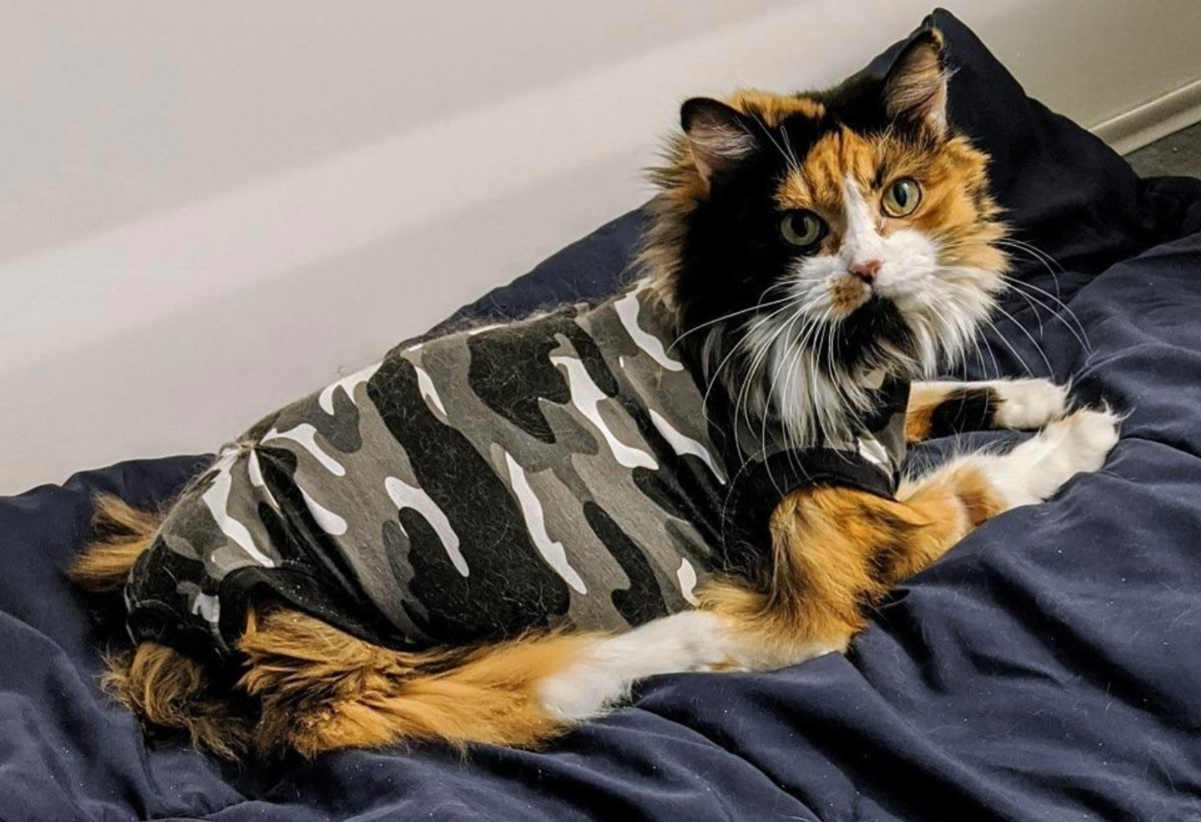 Suitical Recovery Suit for Cats