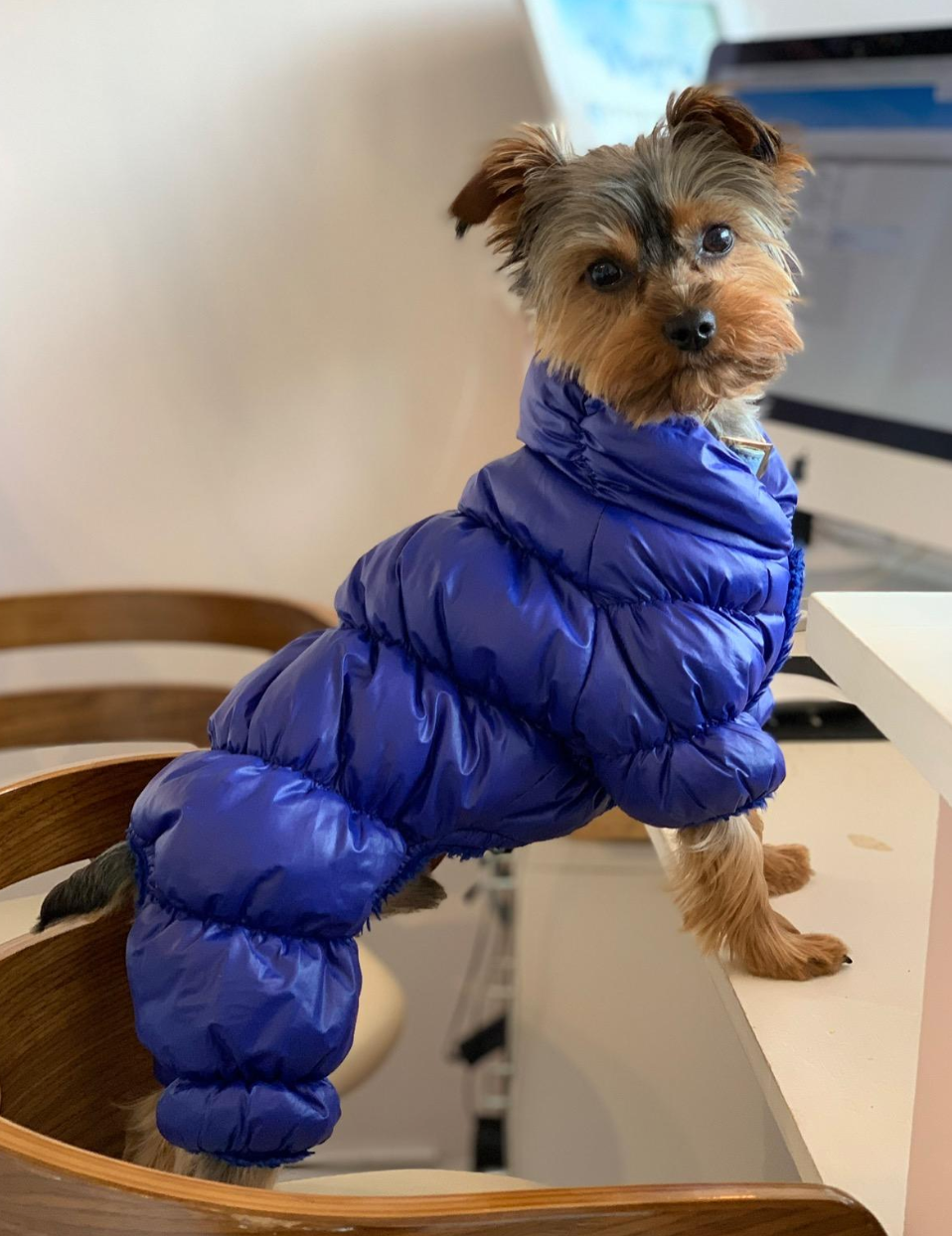 Pet Artist + Padded Pet Fleece