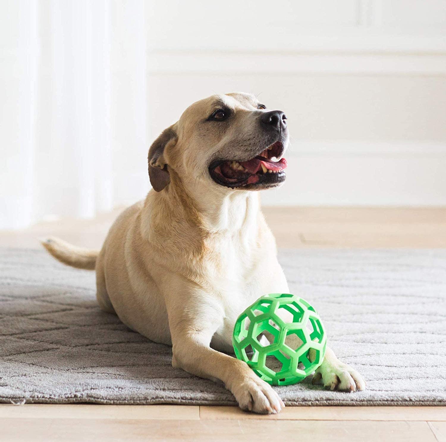 Best dog products on sales amazon