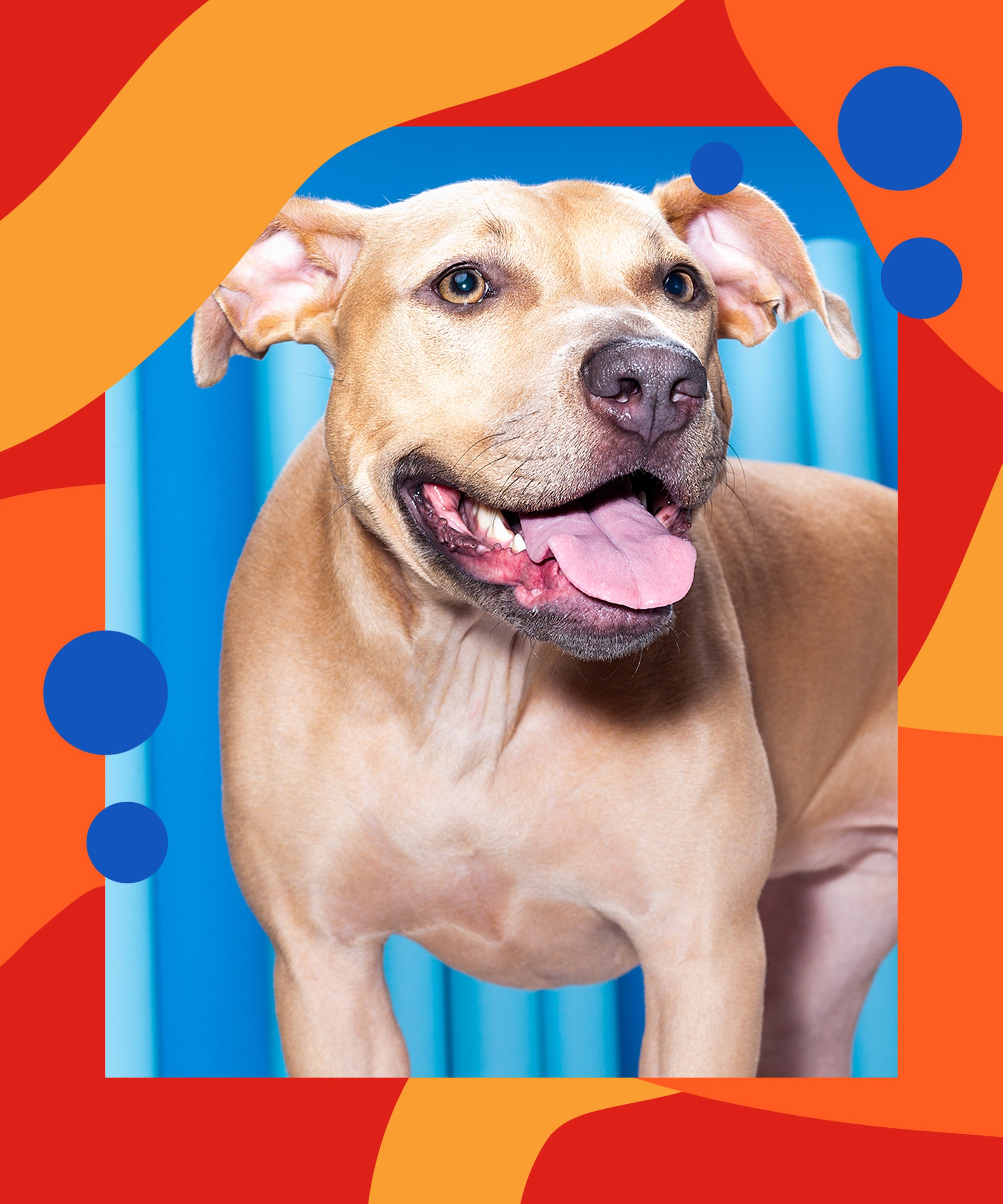 How Much Is It To Quarantine A Dog