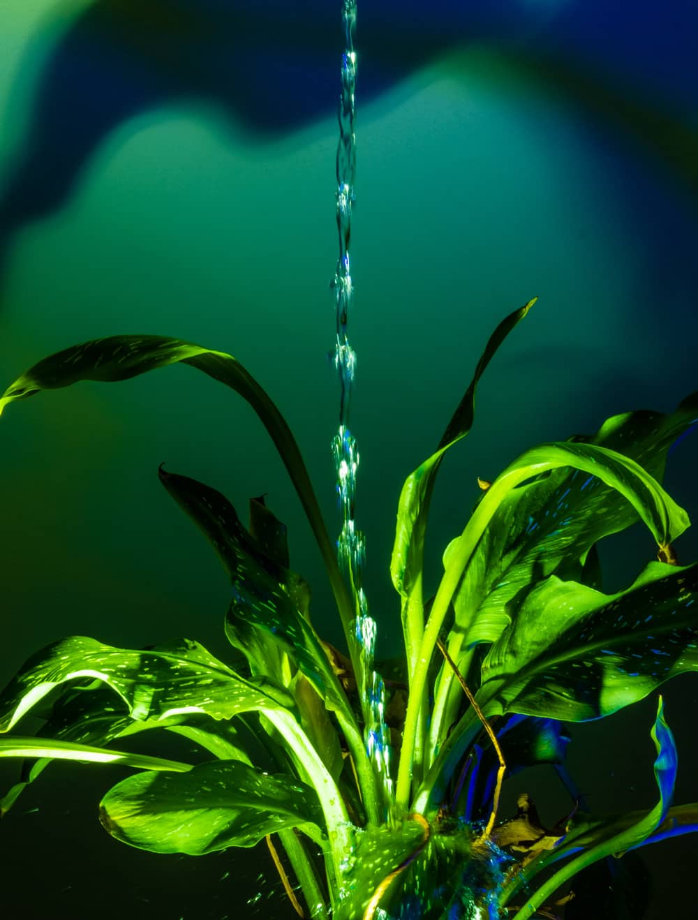 image of