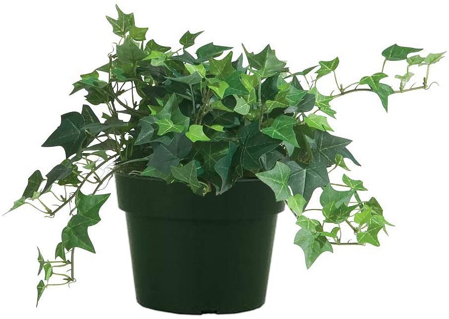 Les plantes d'intérieur, d'excellents humidificateurs d'air - plants? easy!