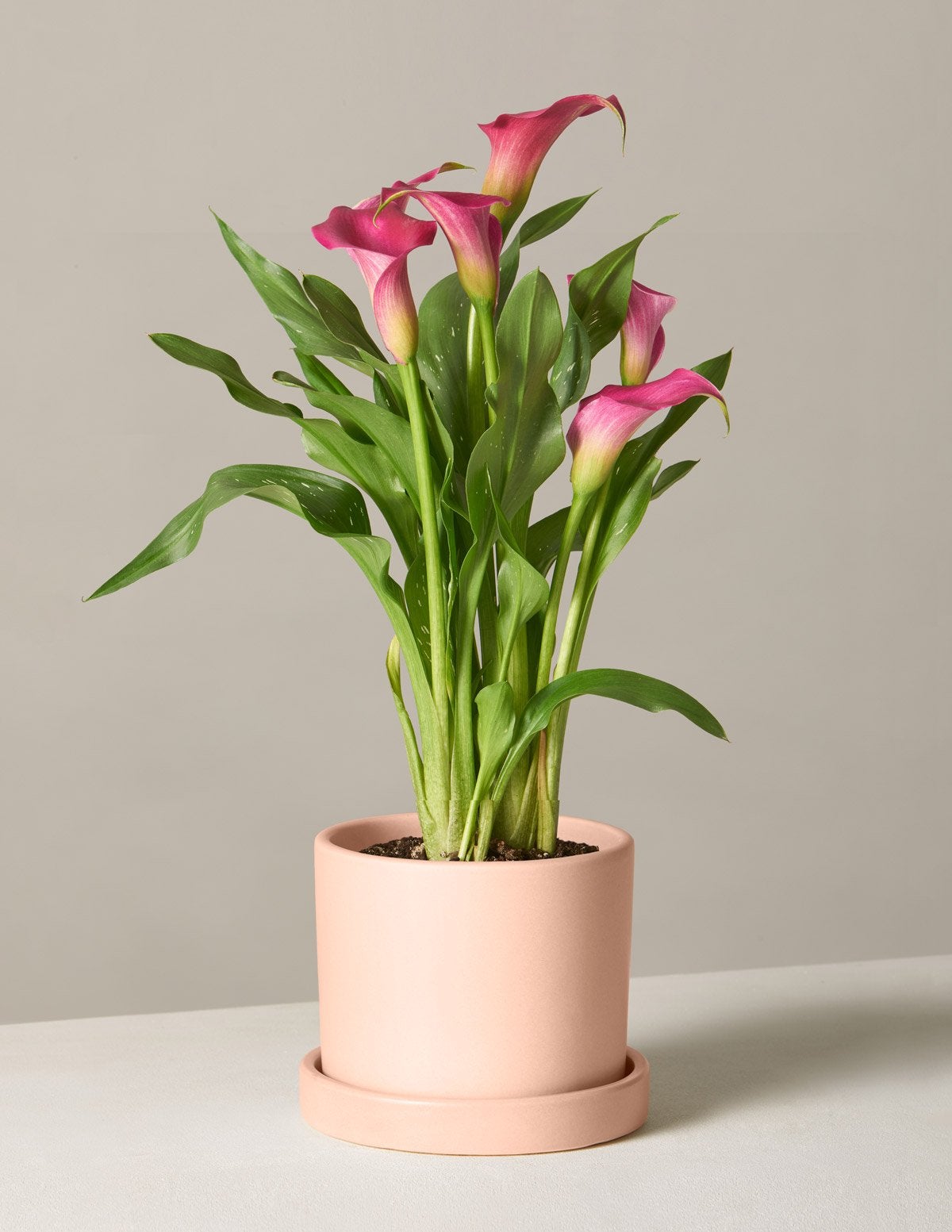 Order Last-Minute Mother’s Day Flowers Online,