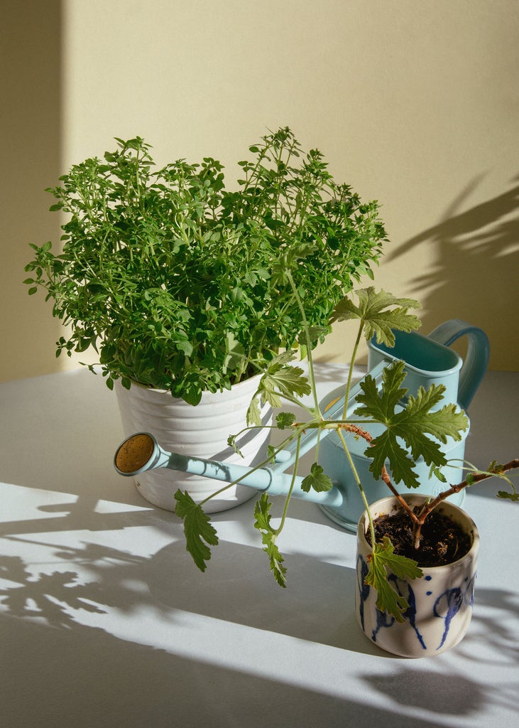 This Is What You Do To Stop Supermarket Herb Plants Dying Immediately