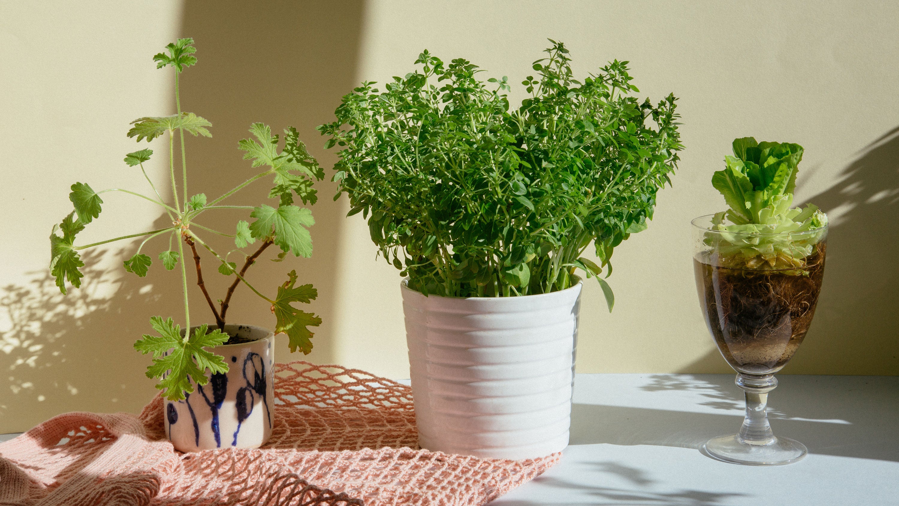 Rette Das Basilikum So Leben Supermarktkrauter Langer