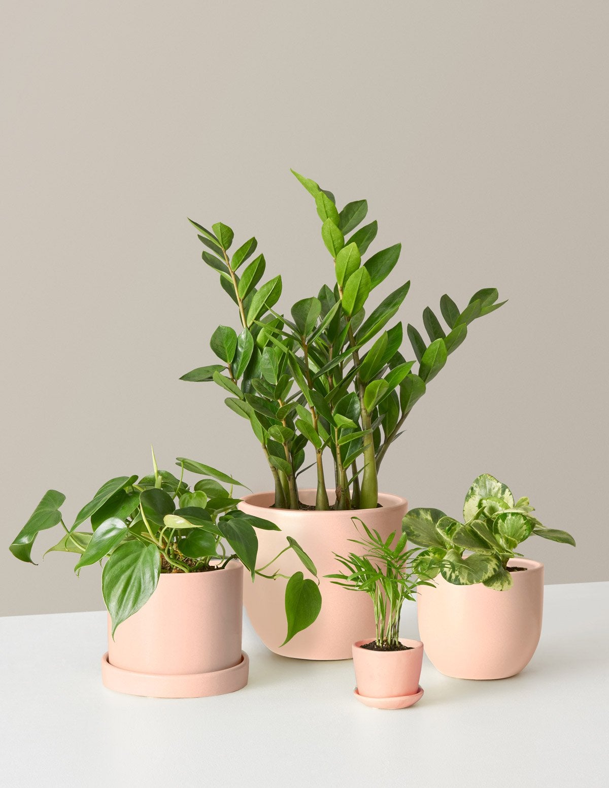 The Sill + Instant Plant Parent Bundle