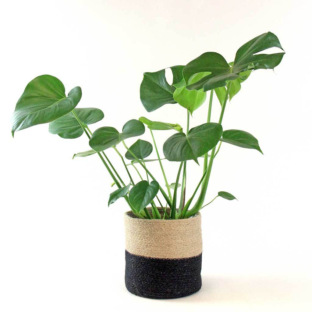 Bloombox + Swiss Cheese Plant