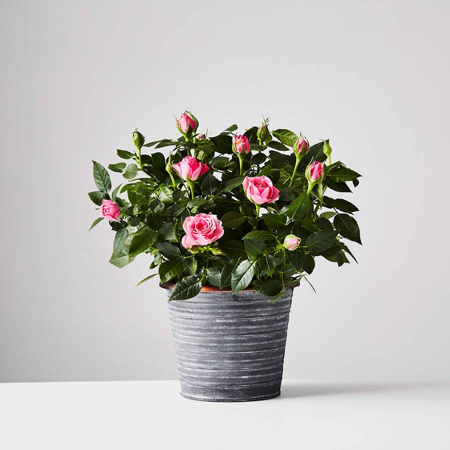 Plants.com Rose Plant Plants.com Rose Plant