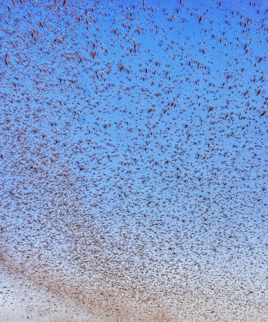 Dreaming Of Bugs? You’re Not Alone Dreaming Of Bugs? You’re Not Alone