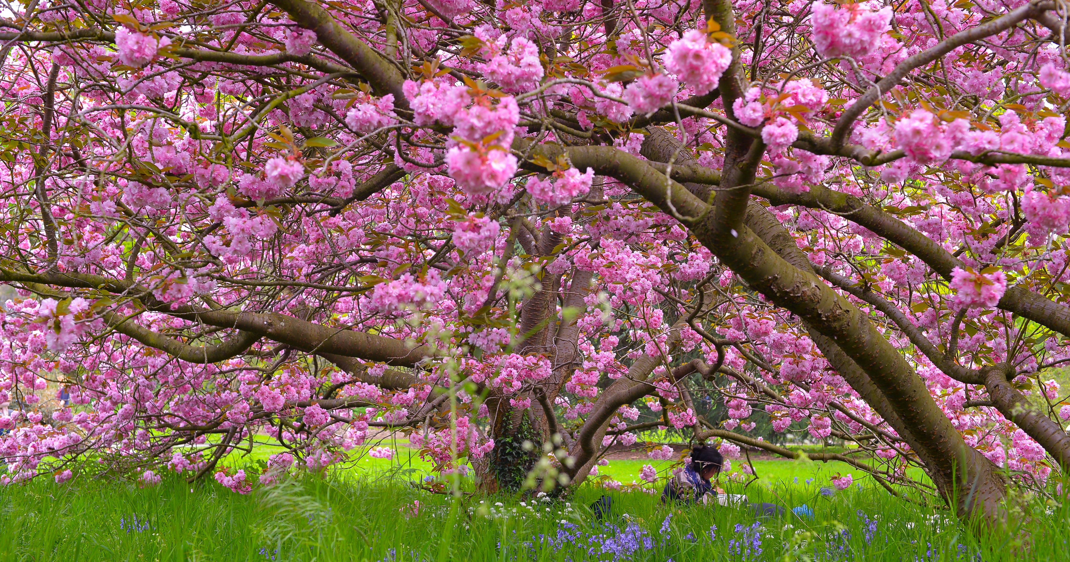UK Gardens Reopening Following Coronavirus Closure