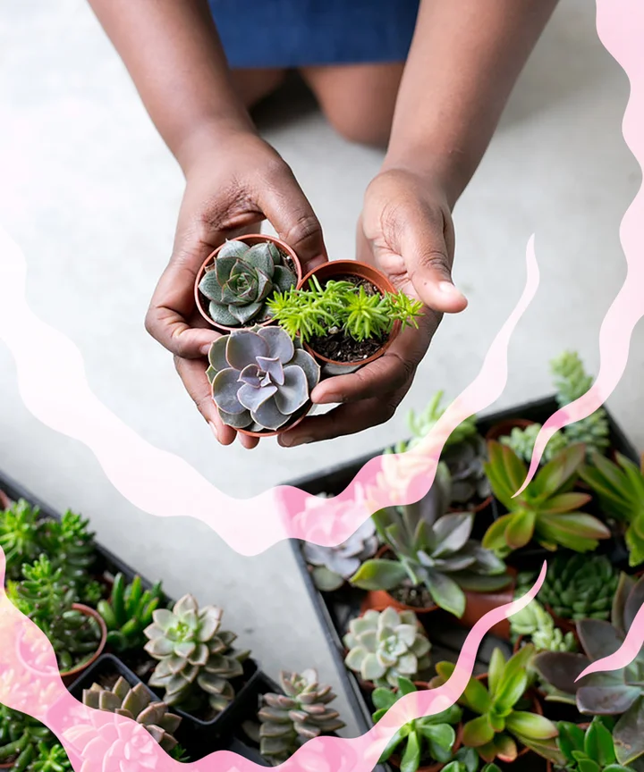 Buying Plants Online Plant Stores To Order Houseplants