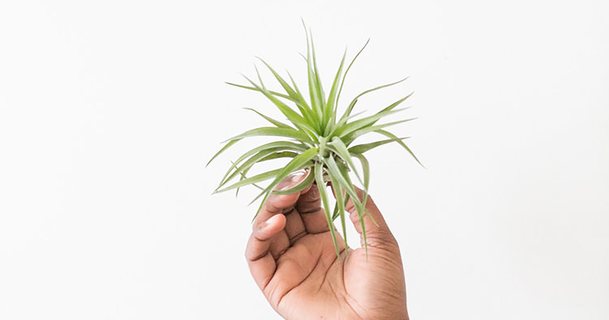 Buying Plants Online: Plant Stores To Order Houseplants