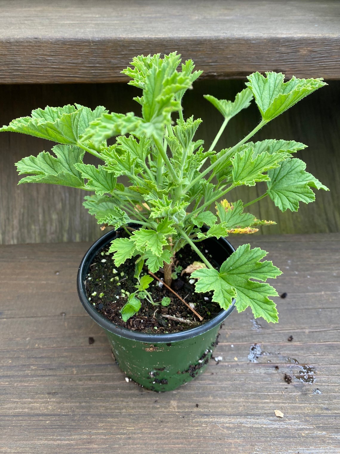 Crazyforplant + Citronella Mosquitoes plant