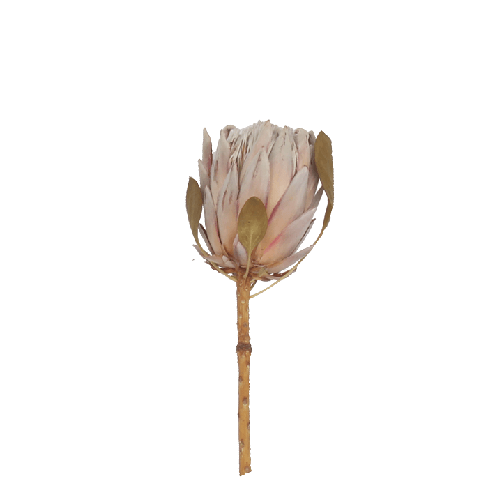 Dried Protea Natural Flower Heads Pack of 10 stems 