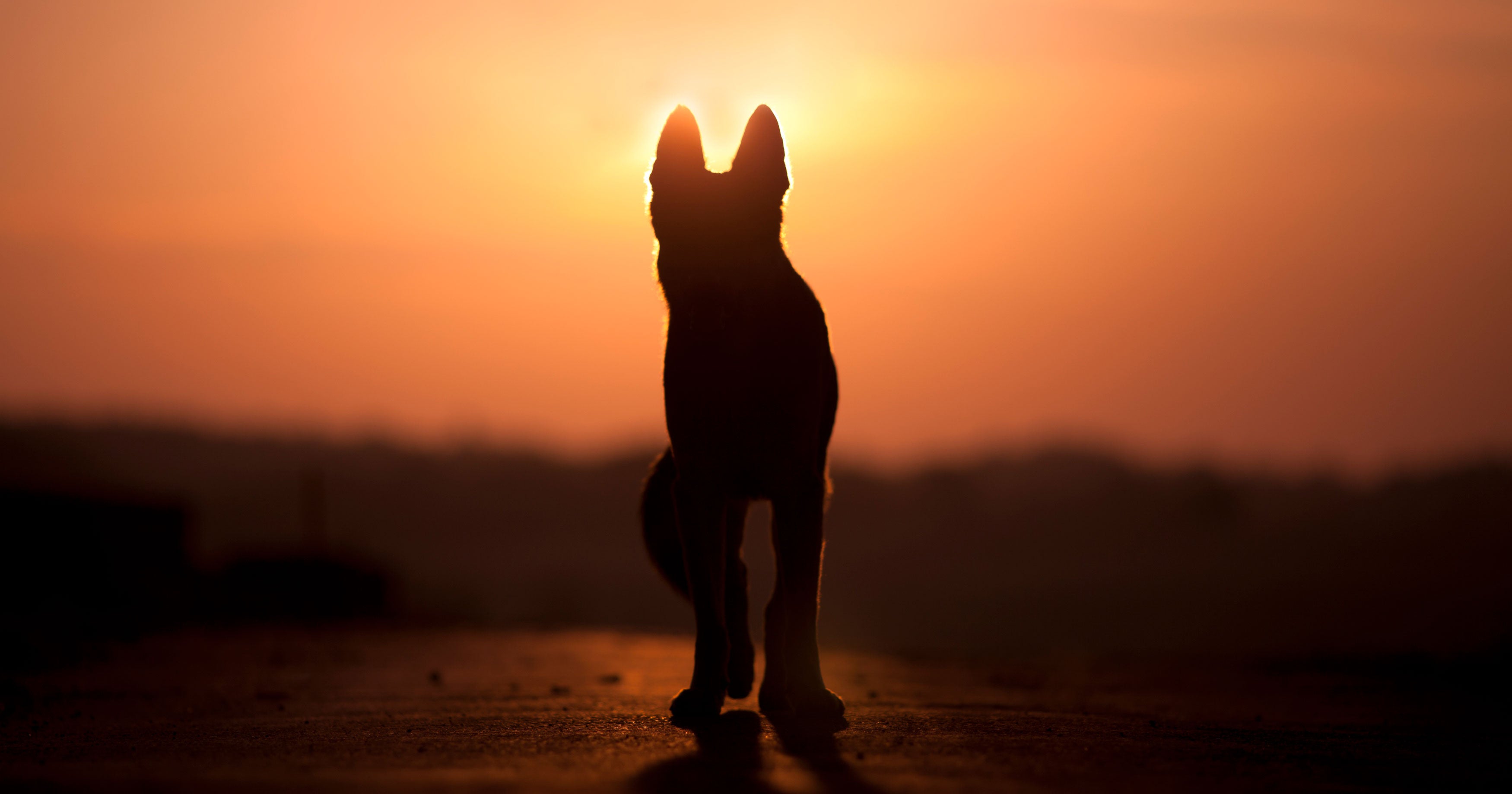 Buddy The Dog Died Of Coronavirus — So Can Dogs Get It Now?